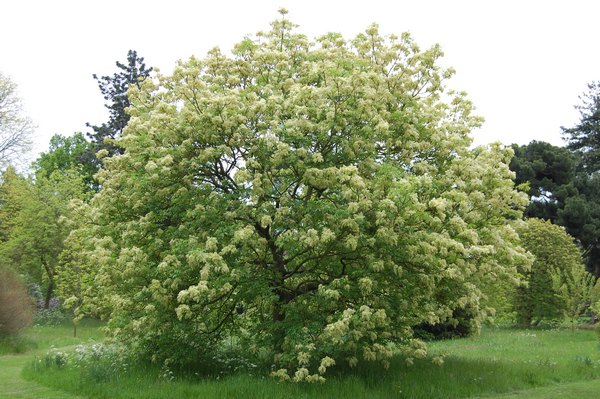 گزانگبين گزانگبين